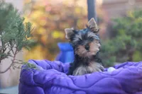 Gorgeous Girl, a female Yorkshire Terrier for sale in Stanton, CA – 6 of 10