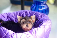 Pretty Girl, a female Yorkshire Terrier for sale in Stanton, CA – 3 of 10