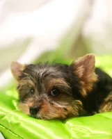 Charming Girl, a female Yorkshire Terrier for sale in Stanton, CA – 7 of 10