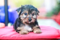Enchanting Girl, a female Yorkshire Terrier for sale in Stanton, CA – 1 of 10