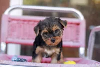 Delightful Girl, a female Yorkshire Terrier for sale in Stanton, CA – 2 of 10