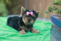 Pink Bow Girl, a female Yorkshire Terrier for sale in Stanton, CA – 2 of 10