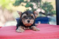 Pretty Girl, a female Yorkshire Terrier for sale in Stanton, CA – 9 of 10