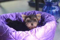 Pretty Girl, a female Yorkshire Terrier for sale in Stanton, CA – 6 of 10