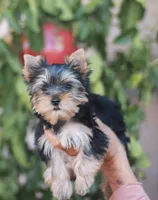 Gorgeous Girl, a female Yorkshire Terrier for sale in Stanton, CA – 2 of 10