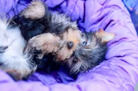 Adorable Girl, a female Yorkshire Terrier for sale in Stanton, CA – 7 of 10