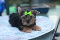 Green Bow Girl, a female Yorkshire Terrier for sale in Stanton, CA – 1 of 10