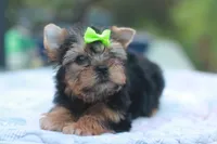 Green Bow Girl, a female Yorkshire Terrier for sale in Stanton, CA – 3 of 10