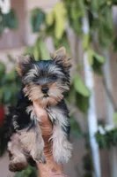 Gorgeous Girl, a female Yorkshire Terrier for sale in Stanton, CA – 10 of 10