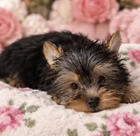 Precious Girl, a female Yorkshire Terrier for sale in Stanton, CA – 6 of 6