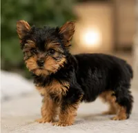 Happy Girl, a female Yorkshire Terrier for sale in Stanton, CA – 6 of 6