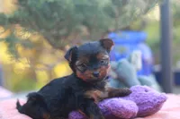 Precious Girl, a female Yorkshire Terrier for sale in Stanton, CA – 5 of 8