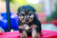 Enchanting Girl, a female Yorkshire Terrier for sale in Stanton, CA – 3 of 10
