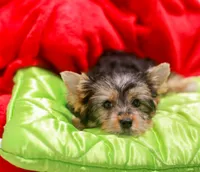 Charming Girl, a female Yorkshire Terrier for sale in Stanton, CA – 8 of 10