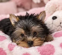 Precious Girl, a female Yorkshire Terrier for sale in Stanton, CA – 2 of 6