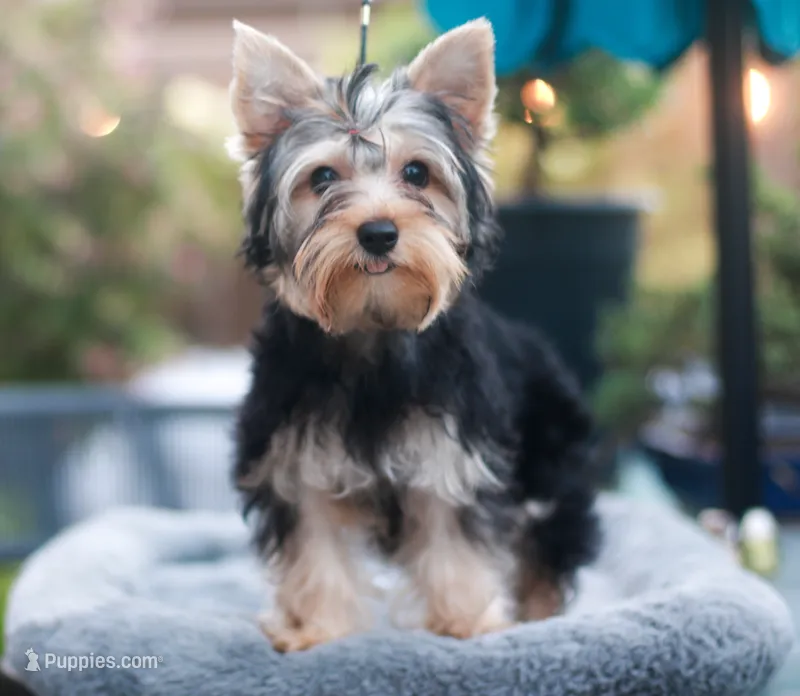 Pink Bow Girl – Yorkshire Terrier puppy for sale in Stanton, CA