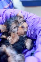 Adorable Girl, a female Yorkshire Terrier for sale in Stanton, CA – 9 of 10