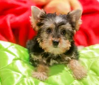 Charming Girl, a female Yorkshire Terrier for sale in Stanton, CA – 5 of 10