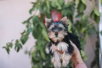 Gorgeous Girl, a female Yorkshire Terrier for sale in Stanton, CA – 7 of 10