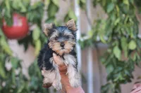 Gorgeous Girl, a female Yorkshire Terrier for sale in Stanton, CA – 4 of 10