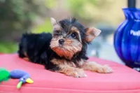 Pretty Girl, a female Yorkshire Terrier for sale in Stanton, CA – 4 of 10