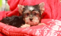 Charming Girl, a female Yorkshire Terrier for sale in Stanton, CA – 6 of 10