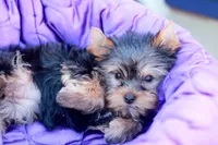 Adorable Girl, a female Yorkshire Terrier for sale in Stanton, CA – 8 of 10