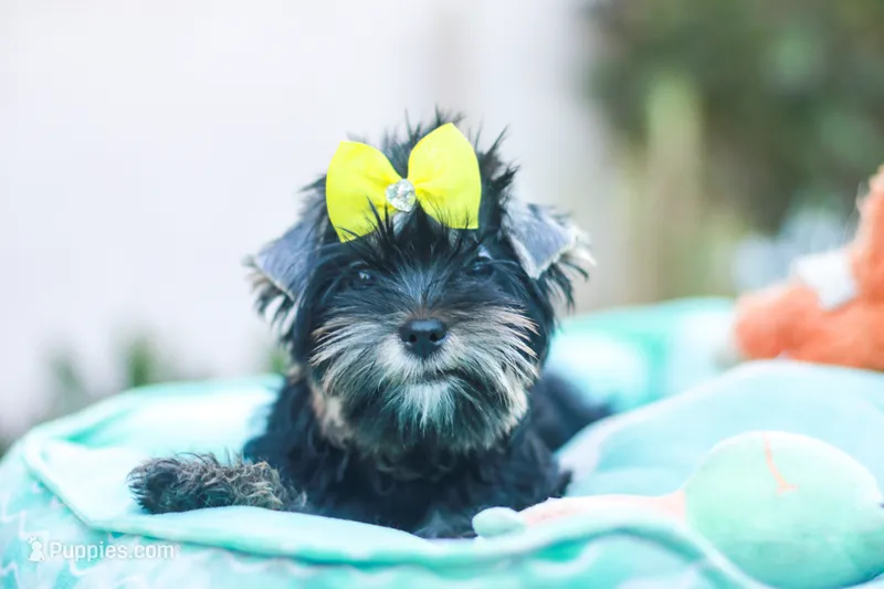 Yellow Bow Girl – Yorkshire Terrier puppy for sale in Stanton, CA