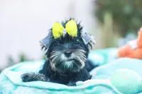 Yellow Bow Girl, a female Yorkshire Terrier for sale in Stanton, CA – 1 of 10