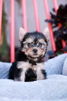 Gorgeous Girl, a female Yorkshire Terrier for sale in Stanton, CA – Photo 7 of 10