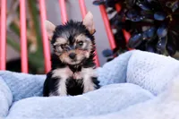 Gorgeous Girl, a female Yorkshire Terrier for sale in Stanton, CA – Photo 4 of 10