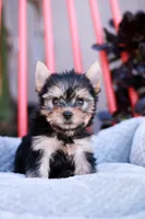 Gorgeous Girl, a female Yorkshire Terrier for sale in Stanton, CA – Photo 6 of 10