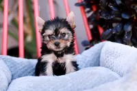 Gorgeous Girl, a female Yorkshire Terrier for sale in Stanton, CA – Photo 3 of 10