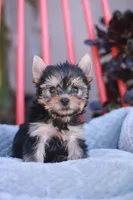 Gorgeous Girl, a female Yorkshire Terrier for sale in Stanton, CA – Photo 10 of 10