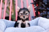Gorgeous Girl, a female Yorkshire Terrier for sale in Stanton, CA – Photo 1 of 10