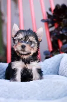 Gorgeous Girl, a female Yorkshire Terrier for sale in Stanton, CA – Photo 5 of 10