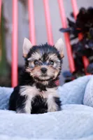 Gorgeous Girl, a female Yorkshire Terrier for sale in Stanton, CA – Photo 9 of 10