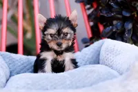 Gorgeous Girl, a female Yorkshire Terrier for sale in Stanton, CA – Photo 2 of 10