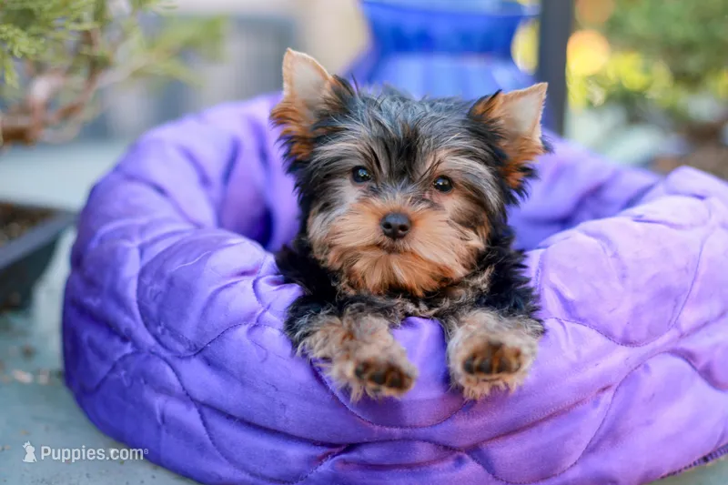 Adorable Girl – Yorkshire Terrier puppy for sale in Stanton, CA
