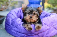 Adorable Girl, a female Yorkshire Terrier for sale in Stanton, CA – 1 of 10
