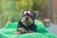 Pink Bow Girl, a female Yorkshire Terrier for sale in Stanton, CA – 6 of 10