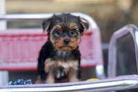 Delightful Girl, a female Yorkshire Terrier for sale in Stanton, CA – 3 of 10