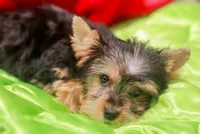 Charming Girl, a female Yorkshire Terrier for sale in Stanton, CA – 10 of 10