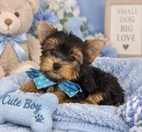 Cute Boy, a male Yorkshire Terrier for sale in Stanton, CA – 3 of 3