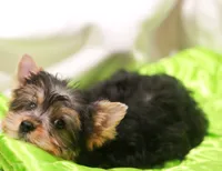Charming Girl, a female Yorkshire Terrier for sale in Stanton, CA – 4 of 10
