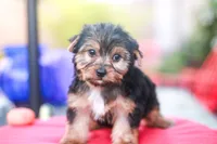 Enchanting Girl, a female Yorkshire Terrier for sale in Stanton, CA – 4 of 10