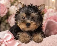 Precious Girl, a female Yorkshire Terrier for sale in Stanton, CA – 1 of 6