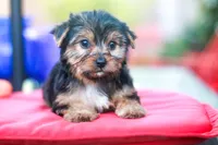 Enchanting Girl, a female Yorkshire Terrier for sale in Stanton, CA – 5 of 10