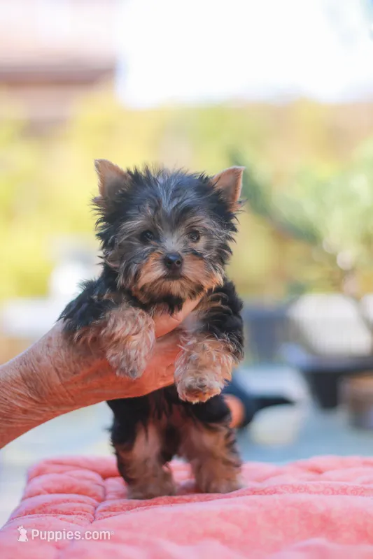 Lovely Girl – Yorkshire Terrier puppy for sale in Stanton, CA