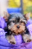Adorable Girl, a female Yorkshire Terrier for sale in Stanton, CA – 2 of 10
